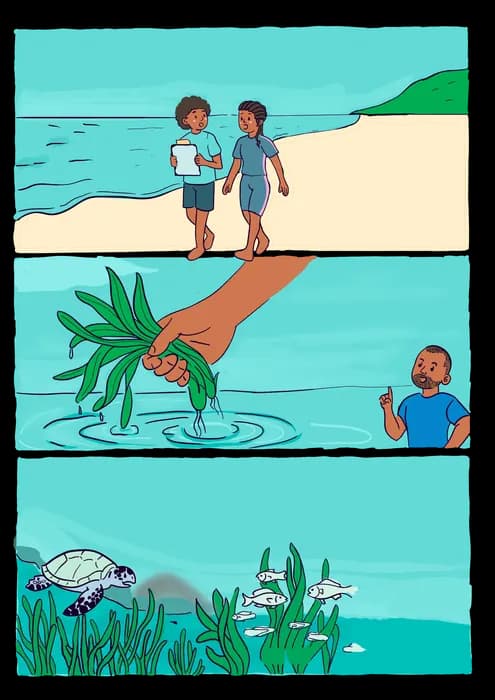 Planche en couleur, le lagon et ses habitants