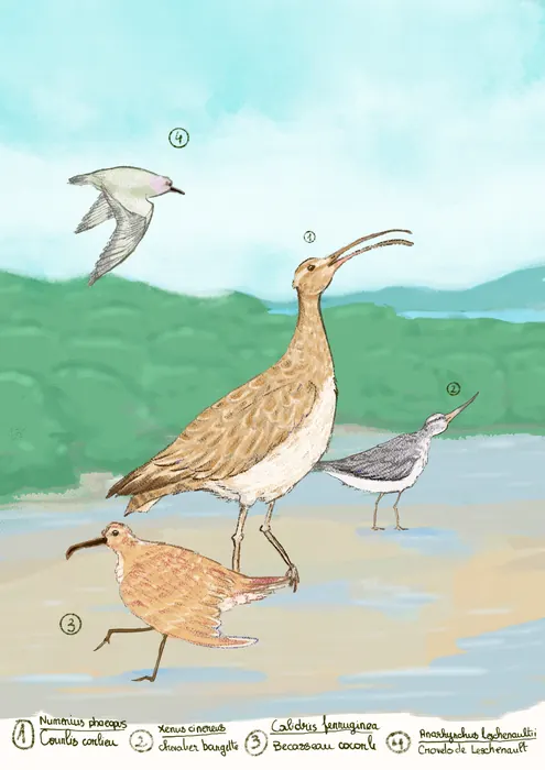 Oiseaux du littoral